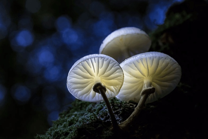 mushrooms_04
