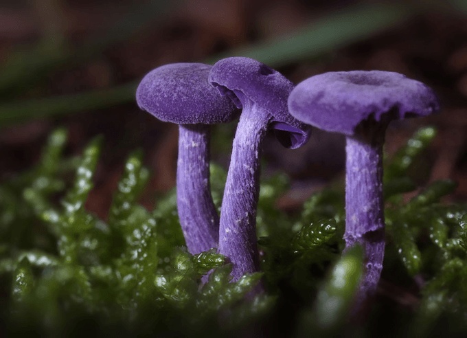mushrooms_11