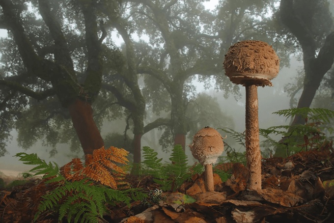mushrooms_13