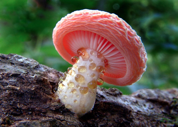 mushrooms_19