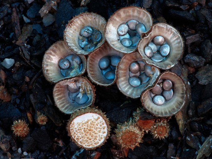 mushrooms_22