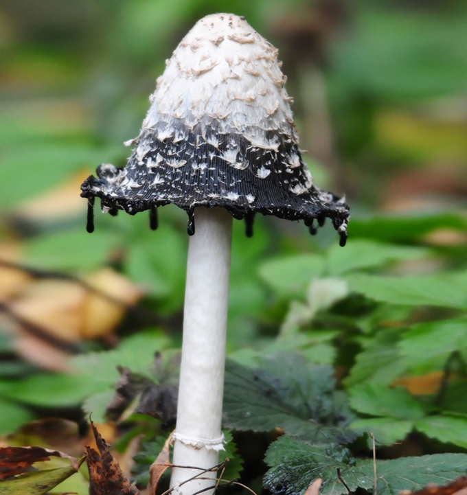mushrooms_23