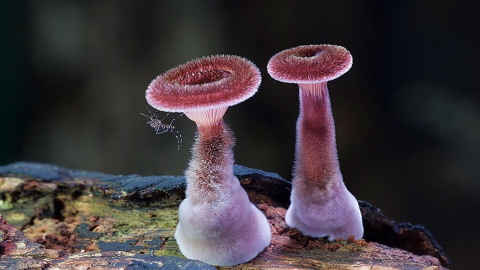 mushrooms_24