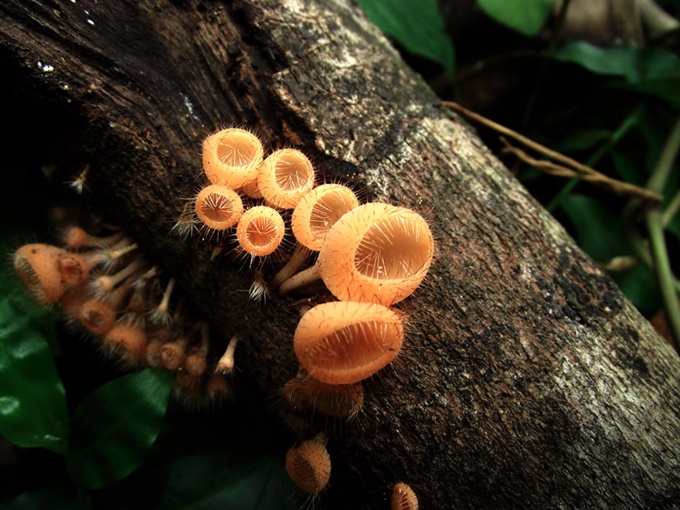 mushrooms_27