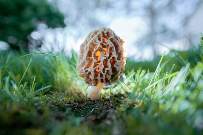 mushrooms_28