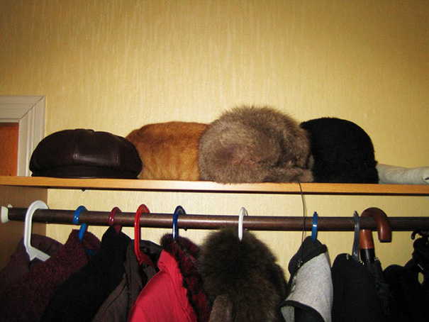 find-hidden-cat-camouflage-hide-and-seek-catouflage-101-58369b5c3d8f2__605